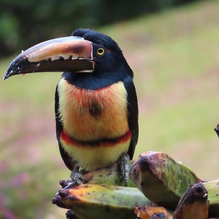La Ceiba Tree Lodge Тиларан Экстерьер фото