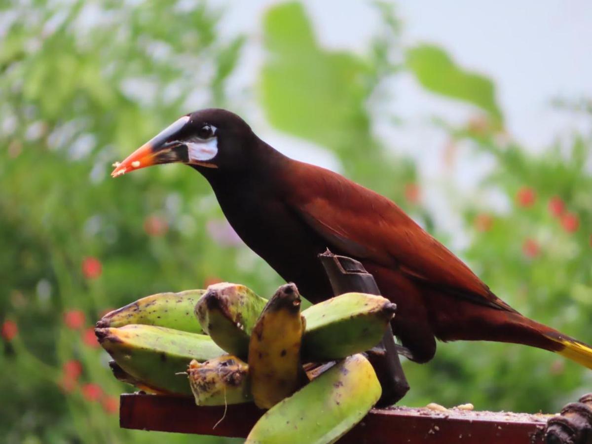 La Ceiba Tree Lodge Тиларан Экстерьер фото