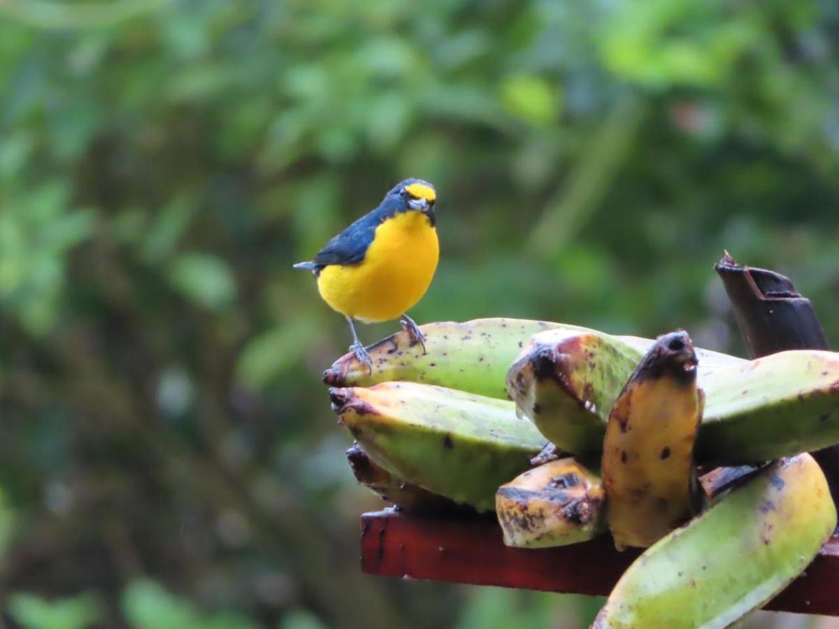 La Ceiba Tree Lodge Тиларан Экстерьер фото