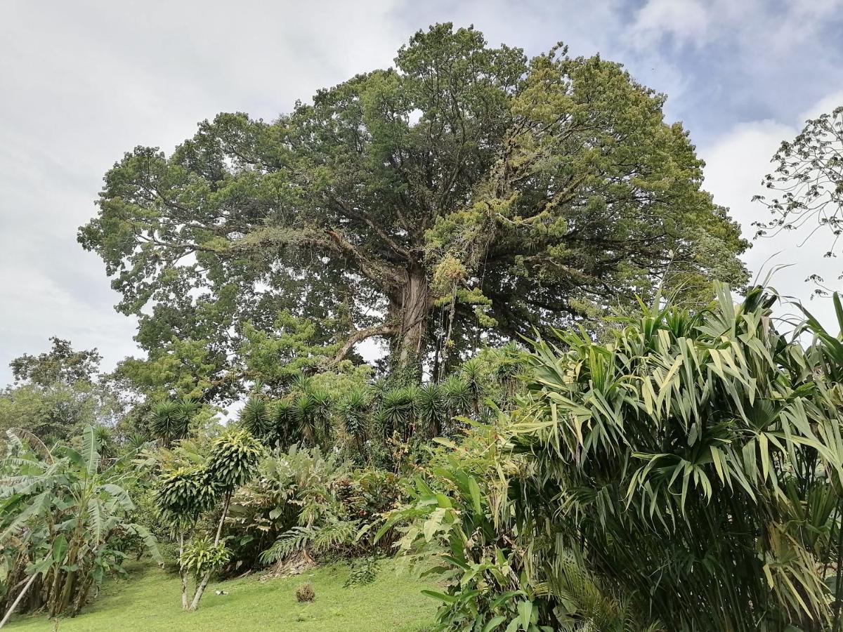 La Ceiba Tree Lodge Тиларан Экстерьер фото