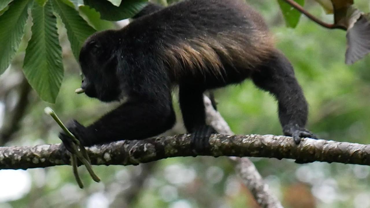 La Ceiba Tree Lodge Тиларан Экстерьер фото