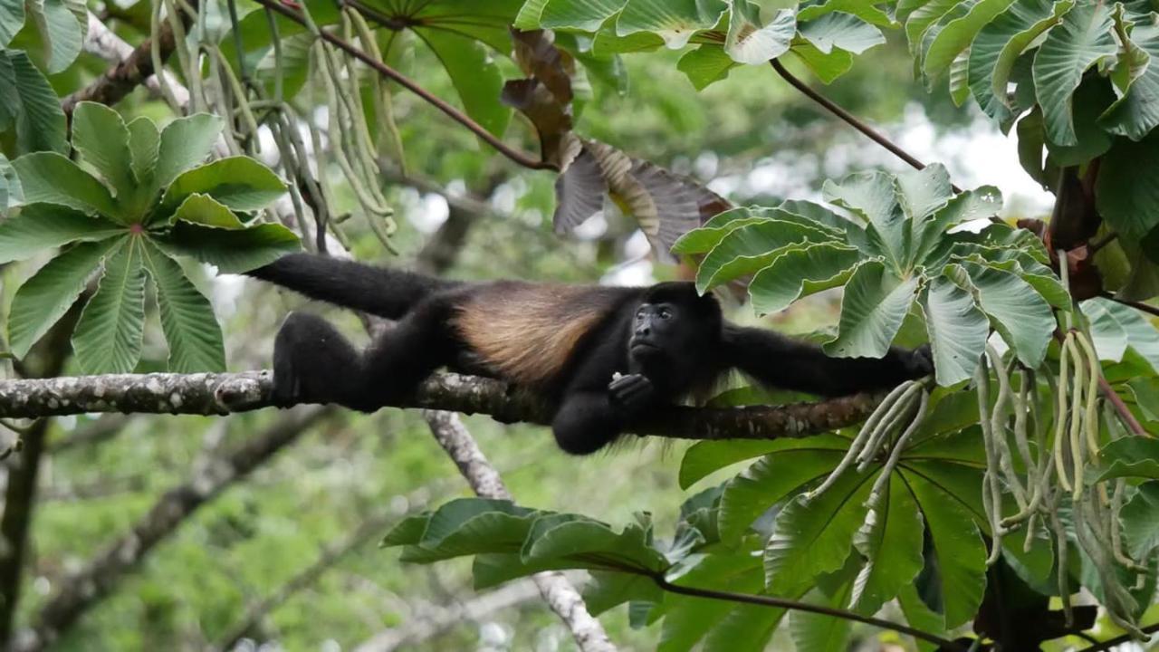 La Ceiba Tree Lodge Тиларан Экстерьер фото