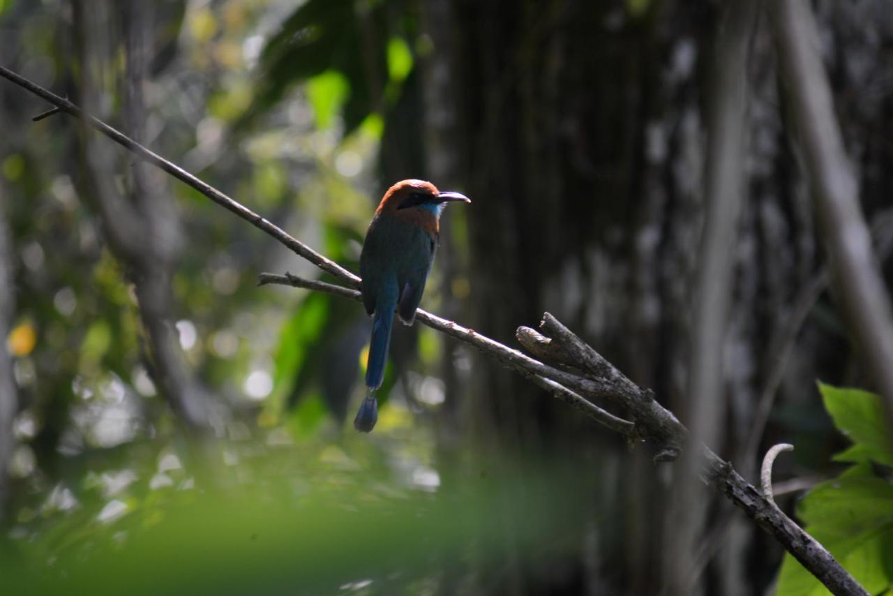 La Ceiba Tree Lodge Тиларан Экстерьер фото